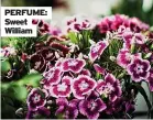  ??  ?? PERFUME: Sweet William