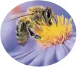  ?? FOTO: MONIKA SKOLIMOWSK­A/DPA-TMN ?? Wer Bienen etwas Gutes tun möch- te, setzt auf Blüten mit zugänglich­en Staubblätt­ern.