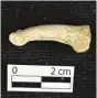  ??  ?? A Homo luzonensis toe bone, showing the longitudin­al curve.