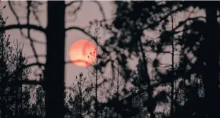  ?? MATHIEU LEWIS-ROLLAND • REUTERS ?? Thick smoke from the Bootleg Fire causes the sun to faintly glow through burnt out trees in Sycan Estates, Oregon, U.S. on Saturday.