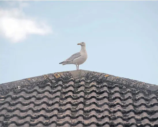  ??  ?? HOT TOPIC: Aggressive bands of gulls are becoming an increasing problem for residents in Scotland’s towns and cities.