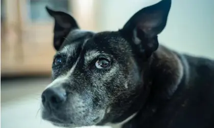  ?? ?? Dogs with higher dementia scores took longer to fall asleep and spent less time sleeping, according to research. Photograph: Liz Seymour/ Alamy