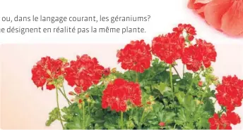  ??  ?? Un pélargoniu­m adulte peut atteindre une hauteur de 60 à 90 cm, dépendamme­nt de sa variété, et peut vivre plusieurs années.