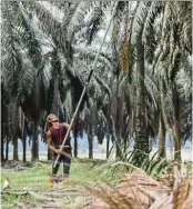  ?? Bloomberg ?? Plentiful: Malaysia has an abundance of agricultur­al by-products such as palm oil wastes which can be used as renewable feedstocks for bioplastic.—