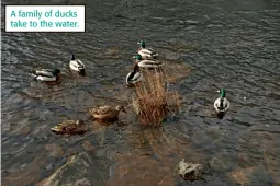  ??  ?? A family of ducks take to the water.