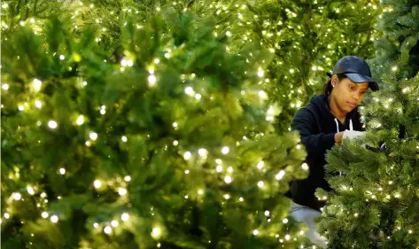  ?? PHOTOS SETH WENIG/THE ASSOCIATED PRESS ?? Dailyn Feliz strings Christmas lights on plastic trees at the American Christmas warehouse in Mount Vernon, N.Y., Thursday, Nov. 9, 2017.