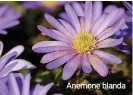  ?? ?? Anemone blanda