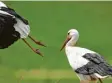  ?? Foto: Gentsch, dpa ?? Störche mögen das trockene Unterfran‰ ken eigentlich nicht.