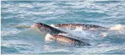  ?? KRISTIN LAIDRE / NOAA / AP / CP FILES ?? A pod of narwhal surfaces in northern Canada. A study finds the increased presence of killer whales in the Arctic is intimidati­ng narwhal into changing their behaviour.