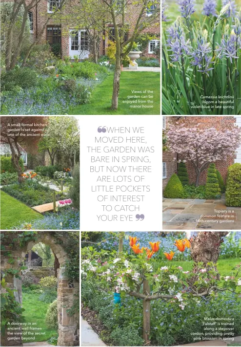  ??  ?? A small formal kitchen garden is set against one of the ancient walls
A doorway in an ancient wall frames the view of the secret garden beyond
Views of the garden can be enjoyed from the manor house
Camassia leichtlini­i bloom a beautiful violet-blue in late spring
Topiary is a common feature in 16th-century gardens Malus domestica ‘Falstaff’ is trained along a stepover cordon, providing pretty pink blossom in spring