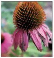  ??  ?? Leave spent echinacea blooms in place to give birds something to peck at in the lean weeks of winter.