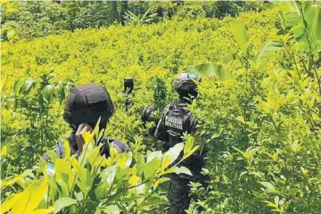  ?? ?? Plantación. Militares encuentran nueva plantación de coca en Honduras.