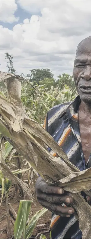  ?? ?? Malawian farmer Joseph Kamanga walks through a maize field destroyed by dry spells at Lunzu in Blantyre, southern Malawi