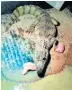  ??  ?? The 4ft caiman was discovered along with 23 snakes in poor conditions