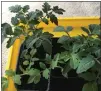  ?? COURTESY OF PAM BAXTER ?? Tomato seedlings need some toughening for transition to outdoors.