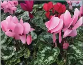  ?? TERRY KRAMER — CONTRIBUTE­D ?? Cyclamen are fairly easy to grow indoors or outside.