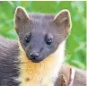  ??  ?? RESEARCH Pine martens