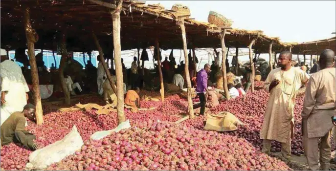  ??  ?? Bumper harvest in onions; a big step in local food sufficienc­y