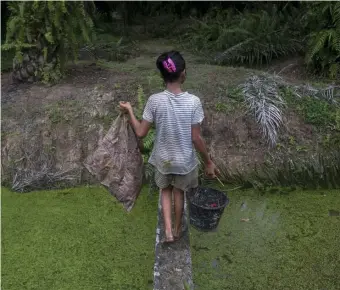  ?? AP FILE PHOTOS ?? ‘STUCK IN A CYCLE OF POVERTY’: A child carries palm kernels collected from the ground across a creek at a palm oil plantation in Sumatra, Indonesia, in 2017. At left, a child helps her parents work on a palm oil plantation in Sabah, Malaysia, in 2018.