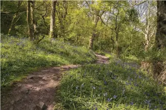  ??  ?? ABOVE Bluebells spring to life in the Upper Goyt Valley’s woodlands