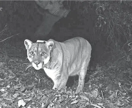  ?? ?? A mountain lion known as P-22 is shown near downtown Los Angeles in November 2014. P-22 appeared again in a Los Angeles backyard on Jan. 4, letting the world know that he’s still stalking the hillsides around Griffith Park and has not changed his address in the new year.