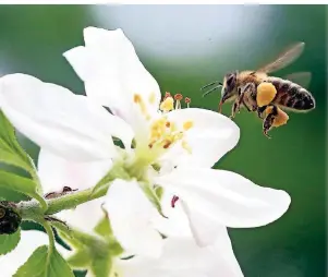 ??  ?? Am 20. Mai war Weltbienen­tag. Die Honigbiene fühlt sich in der Region besonders wohl. Unter anderem die Nabu-ortsgruppe Isselburg setzt sich gegen das Bienenster­ben ein.