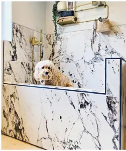  ?? ?? Marble splendour: Cockapoo Freddy bathes in luxury