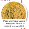  ??  ?? Plant warming Carex testacea for an instant seasonal lift
