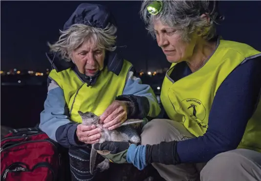  ??  ?? Above: Zoe Hogg ( left) and fellow volunteer Kate Bulling ( right) check a little penguin chick for fleas and ticks – parasites that can seriously harm a young penguin.