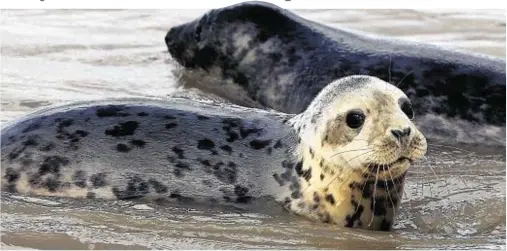  ??  ?? AT RISK: Seal pups could be left stranded on Britain’s coastline in record numbers if bad weather hits in the coming months