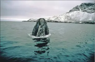  ?? Photograph: Dave Allen ?? A southern right whale in the south Atlantic.