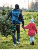  ?? Foto: Florian Schuh/dpa-tmn ?? Kauft man seinen Weihnachts­baum direkt beim Erzeuger, kann man den Baum vielleicht sogar selbst schlagen. Das ist ein Ereignis für die ganze Familie.