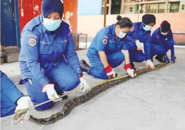  ??  ?? SLITHERY CATCH ... Four women from the Northeast district civil defence department measuring a huge python after it was caught in an empty house in George Town, Penang yesterday. – MASRY CHE ANI/THESUN