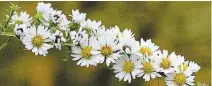  ?? CATHIE COWARD
THE HAMILTON SPECTATOR FILE PHOTO ?? Using native flowers in your garden saves you money, while also providing critical habitat for bees and butterflie­s, biology student Serena Mercer writes.