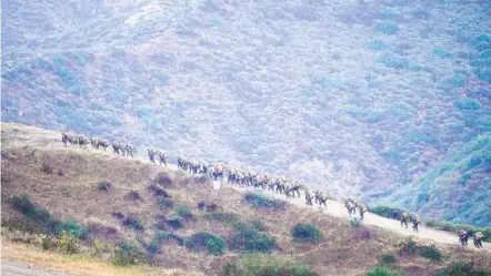  ?? NELVIN C. CEPEDA U-T PHOTOS ?? All-female Marine recruits from Lima Company, Platoon 3241 make their way up the final hill during the Crucible exercise Thursday at Camp Pendleton. Fifty-three of the 59 women who began training with the platoon finished the Crucible.