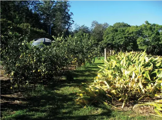  ??  ?? Greg Godkin and Liz Robson of Merricks Creek Organics grow organic turmeric on their property on the northern bank of the Bellingen River, NSW. They mainly sell fresh, raw turmeric to organic wholesaler­s.