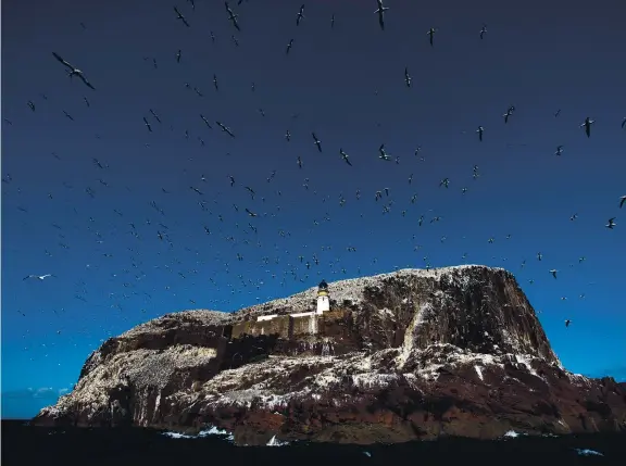  ??  ?? Gannets on the Bass Rock in the Firth of Forth. Average numbers of 12 species of breeding seabirds have declined by 38%, the report found.