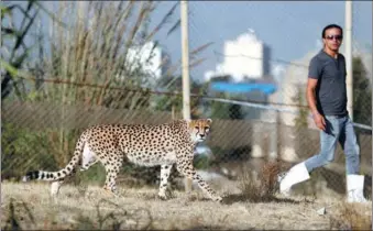  ?? ATTA KENARE / AGENCE FRANCE-PRESSE ?? Animal trainer Mahmud Keshvari walks next to a female Asiatic cheetah named Dalbar in an enclosure at the Pardisan Park in Teheran, Iran.