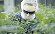  ?? SEAN KILPATRICK/THE CANADIAN PRESS ?? Workers produce medical marijuana at Canopy Growth Corporatio­n’s Tweed facility in Smiths Falls, Ont., on Monday.