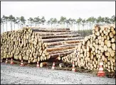  ??  ?? Cleared trees lie stacked on the entrance to the site for the planned Tesla factory near Gruenheide, Germany, on Feb 16. The Higher Administra­tive Court for Berlin-Brandenbur­g ordered Tesla to stop clearing trees on the wooded site near Berlin until it considers an environmen­tal
group’s appeal. (AP)