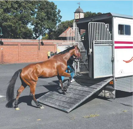  ?? Picture: AAP IMAGE ?? A Darren Weir-trained horse is loaded back on to a truck at The Valley after his stable runners were scratched.