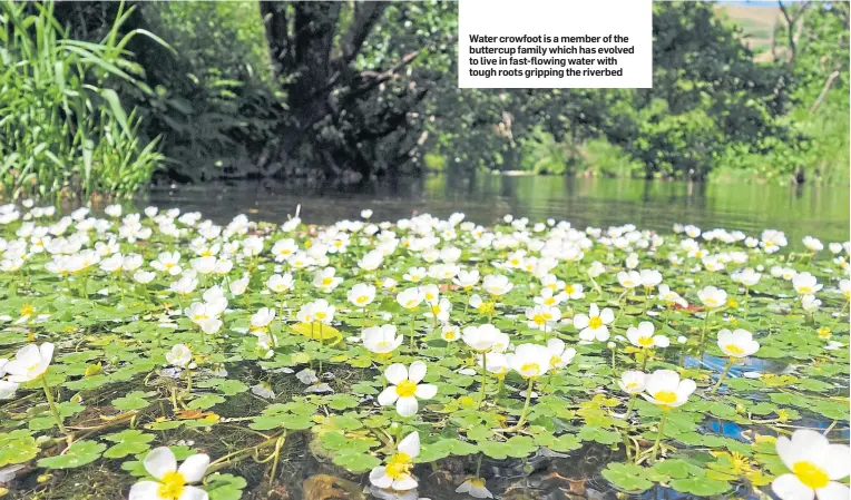  ??  ?? Water crowfoot is a member of the buttercup family which has evolved to live in fast-flowing water with tough roots gripping the riverbed