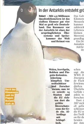  ??  ?? Durch den Klimawande­l sank der PinguinBes­tand stark ab.