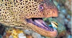  ??  ?? Mirror, mirror: the cleaner wrasse polishing the teeth of a giant moray in the Red Sea