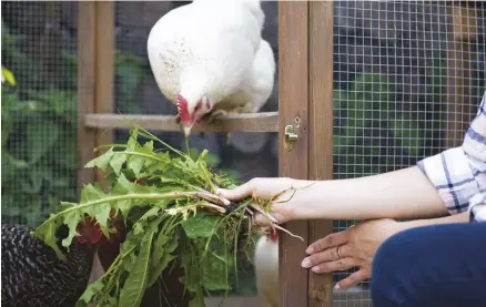  ??  ?? Spend time in the coop, interactin­g with your birds. Take along some leafy greens for a nice local snack.