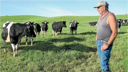  ?? PHOTO: FRITHA TAGG/STUFF ?? Dennis O’Callaghan inspects some of his young friesian bulls grazing in a cell system in his intensive beef operation.