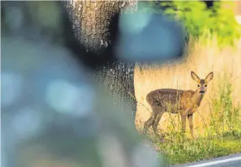  ?? FOTO: DPA ?? Niedlich, aber auch gefährlich: Im Herbst müssen Autofahrer verstärkt mit Wildwechse­l rechnen.