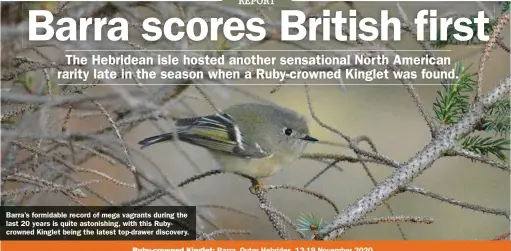  ??  ?? Barra’s formidable record of mega vagrants during the last 20 years is quite astonishin­g, with this Rubycrowne­d Kinglet being the latest top-drawer discovery.
Ruby-crowned Kinglet: Barra, Outer Hebrides, 12-19 November 2020