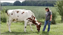  ?? (AP Photo/Tony Dejak) ?? Arrissa Swails lets her cow, Honey, snack in the backyard on Sept. 1 near Jenera, Ohio. Arrissa had planned to parade her livestock at the Hancock County Fair, hoping to win a grand champion ribbon during her last turn in the show ring. However, the Hancock County Fair was canceled due to the coronaviru­s.