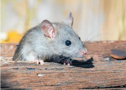  ?? Photo / Unsplash ?? Mice are invading homes and causing property damage.